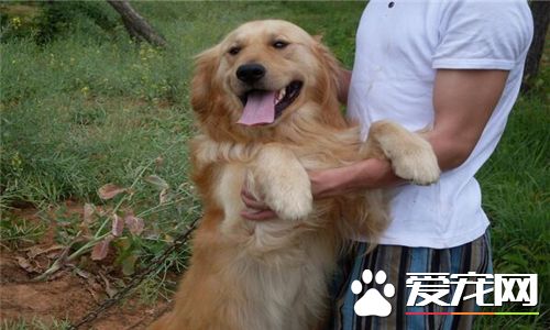 金毛尋回犬皮膚病 金毛犬皮膚病的治療方法
