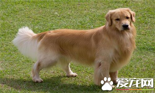 金毛尋回犬皮膚病 金毛犬皮膚病的治療方法