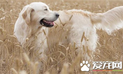 金毛尋回犬皮膚病 金毛犬皮膚病的治療方法