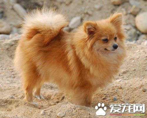 博美犬的皮膚病 博美犬的皮膚病治療方法