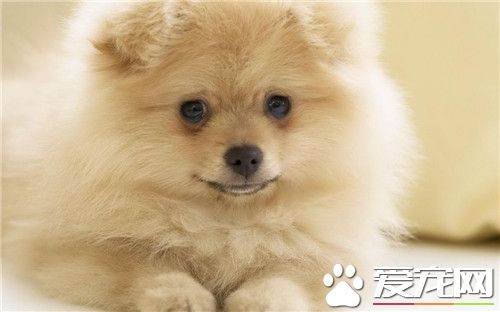 博美犬的皮膚病 博美犬的皮膚病治療方法