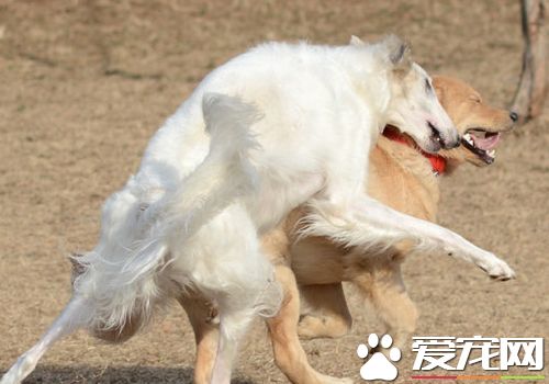 蘇俄獵狼犬遺傳病 遺傳病只可預防無可治療