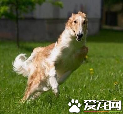 蘇俄獵狼犬遺傳病 遺傳病只可預防無可治療
