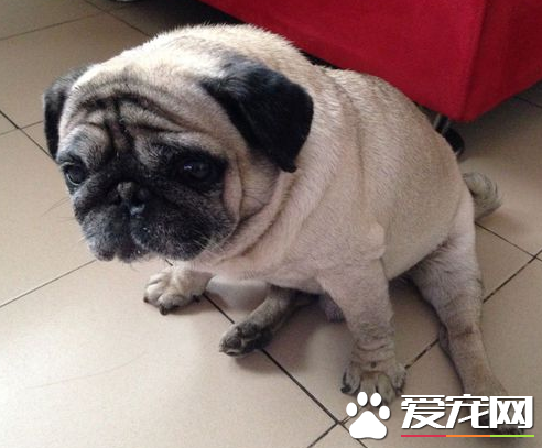 巴哥犬掉毛皮膚紅 在春秋季巴哥犬換毛