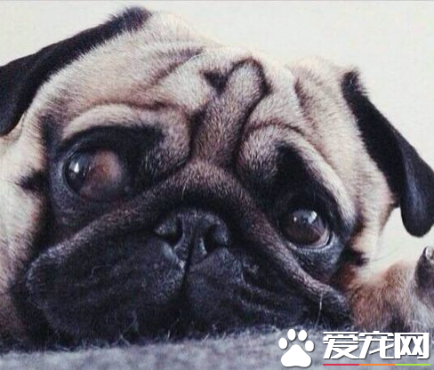 巴哥犬掉毛皮膚紅 在春秋季巴哥犬換毛