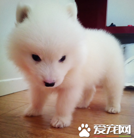 銀狐犬哪些東西不能吃 生或熟的肝髒