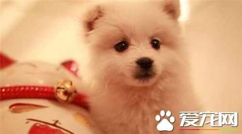 銀狐犬哪些東西不能吃 生或熟的肝髒