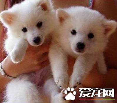 銀狐犬哪些東西不能吃 生或熟的肝髒