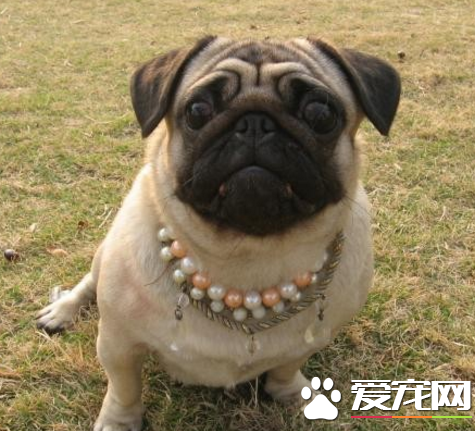 巴哥犬智商高嗎 犬類智商排第57位