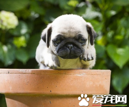 巴哥犬智商高嗎 犬類智商排第57位