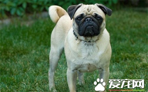 巴哥犬長大毛色變色嗎 狗狗毛色復雜性