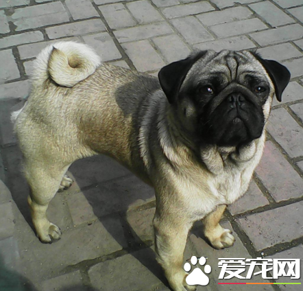巴哥犬長大毛色變色嗎 狗狗毛色復雜性