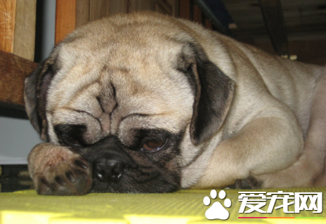 巴哥犬長大毛色變色嗎 狗狗毛色復雜性