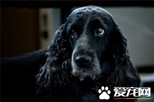 英國可卡犬細小病症 第一二天可以打高免血清
