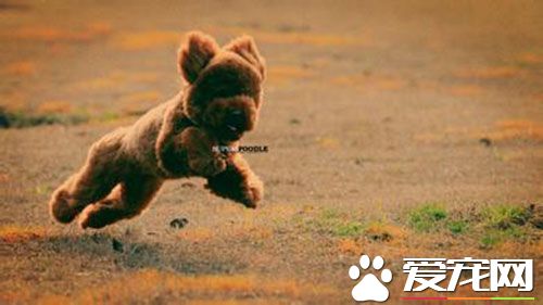 打狂犬疫苗有什麼反應 打完狂犬疫苗副作用