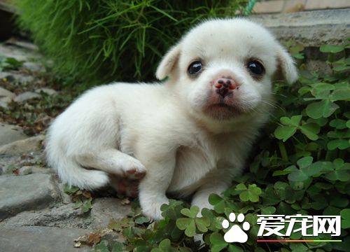 細小和犬瘟的區別 兩者臨床表現有哪些不同