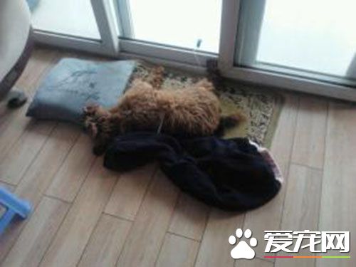細小康復期 細小病毒康復期什麼症狀