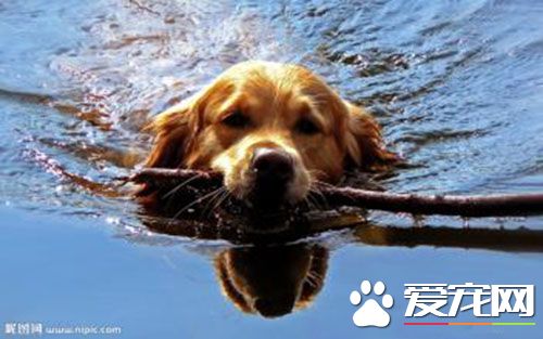 打一針狂犬疫苗有用嗎 狂犬疫苗可以打一針嗎