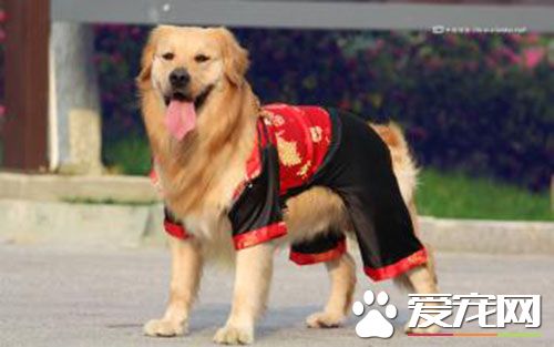 狂犬疫苗的作用 狗狗為什麼要打狂犬疫苗