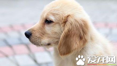 狂犬疫苗的注射方法 總注射一針二聯疫苗