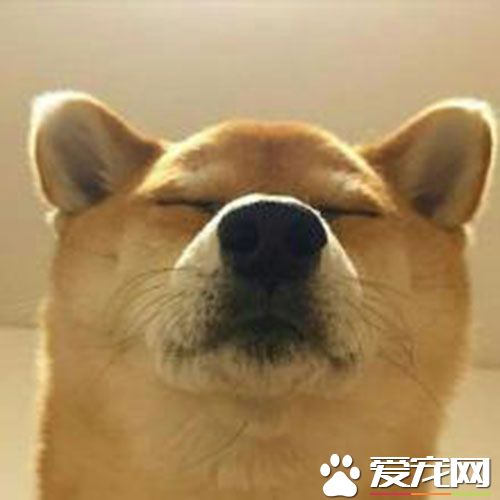 狂犬疫苗可以補打嗎 打狂犬疫苗注意事項