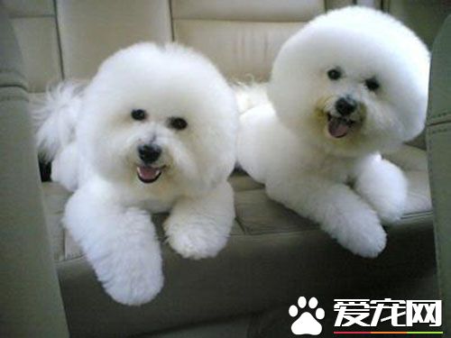 犬細小心肌炎 犬心肌炎的相關臨床症狀