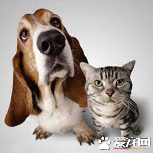 細小會發燒嗎 細小病毒有哪些臨床的表現