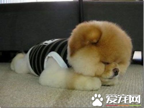 細小拉血怎麼辦 狗得細小是什麼症狀