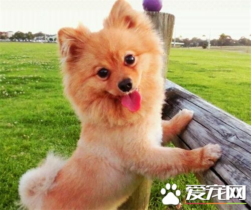 公狗絕育後注意事項 術後需要主人精心的護理