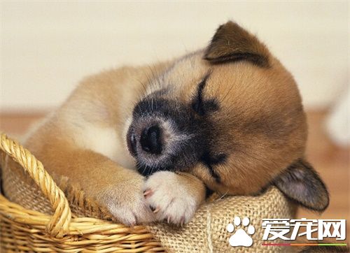 狗狗吐白泡泡怎麼辦 狗狗吐白泡泡的原因是什麼