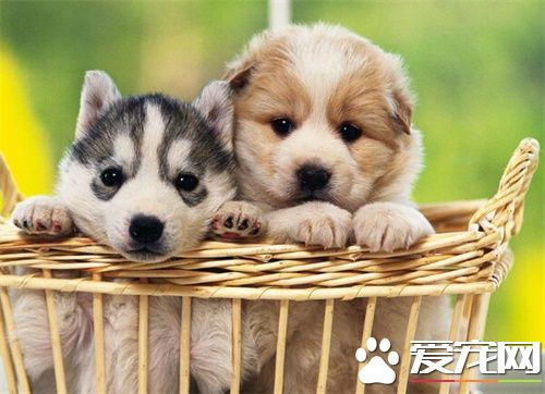 狗狗咳嗽有痰怎麼辦 狗狗咳嗽的原因