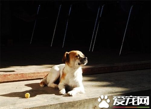 狗狗得了狗瘟怎麼辦 狗狗得了狗瘟臨床症狀