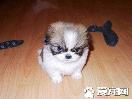 狗狗疫苗多錢一針 想知道狗狗打疫苗貴嗎