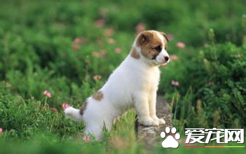 狗狗打完疫苗後症狀 狗出現不良反應後的處理