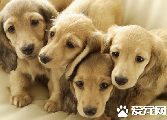 狗狗咳嗽是什麼樣的 狗狗咳嗽如何診斷