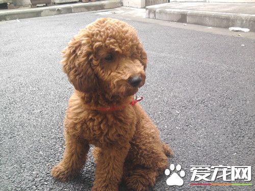 被兩個月的小狗咬傷了怎麼辦 被狗咬後怎麼處理