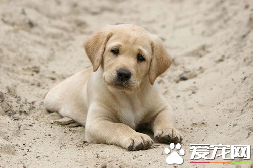 狗咬人狗會死嗎 狗被其他狗咬了會怎麼樣