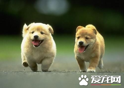 狗狗嘴臭怎麼辦 什麼原因會引起狗狗嘴臭