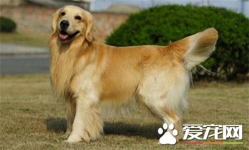 公狗絕育手術費用 時間以及注意事項是什麼