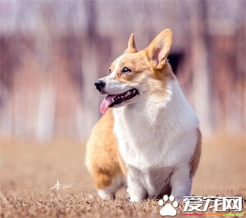 公狗怎樣做絕育手術 絕育年齡是多少
