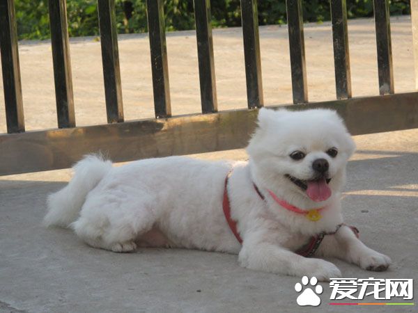 狗多大可以配種 告訴你狗什麼時候可以配種