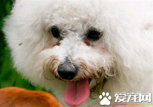 狗狗有淚痕怎麼辦 解讀消除淚痕的幾大方法