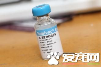 狂犬疫苗什麼時候打 注射疫苗的時間