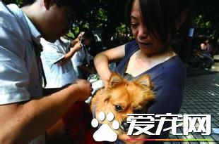 狗需要打什麼疫苗 保護狗狗成長健康疫苗很重要