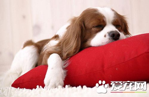 狗狗吐黃水怎麼回事 先幫助狗狗止吐然後送醫院