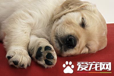 狗狗需要結扎嗎 給狗狗結扎的好處與壞處