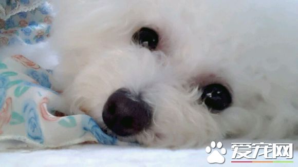 狗餓幾天會死 絕對不能給狗狗斷水
