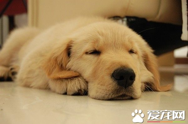 狗狗感冒發燒怎麼辦 簡單又有效的方法