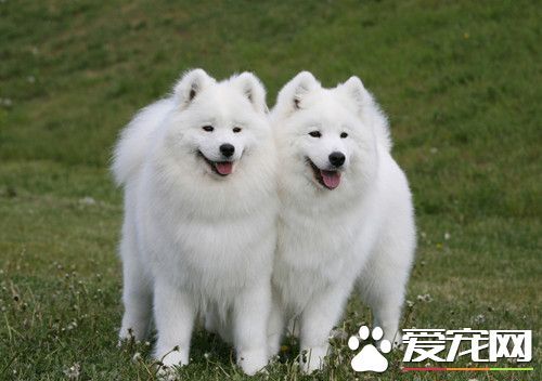 狗的腸炎怎麼辦 腹瀉是腸炎的主要症狀