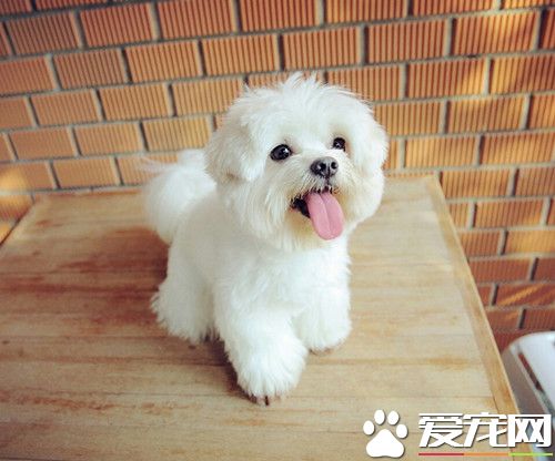 狗得腸胃炎怎麼治 當嘔吐劇烈時應及時補液